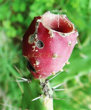  Fruit